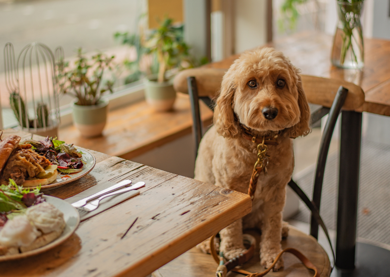 Journeys with Furry Companions: Unlock the Ultimate Guide to Adventurous Travel with Pets!