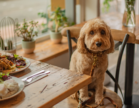 Journeys with Furry Companions: Unlock the Ultimate Guide to Adventurous Travel with Pets!