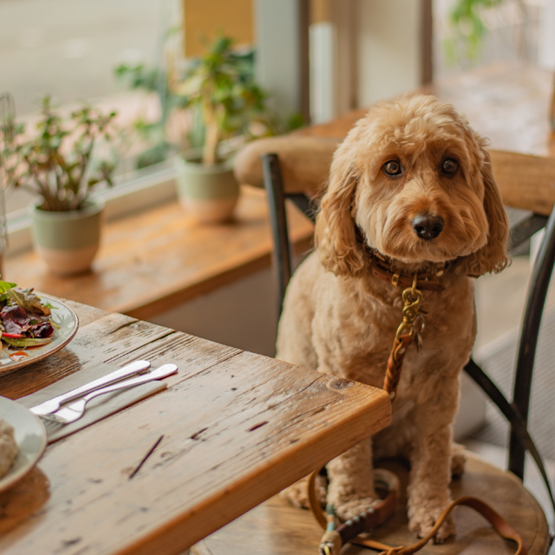 Journeys with Furry Companions: Unlock the Ultimate Guide to Adventurous Travel with Pets!