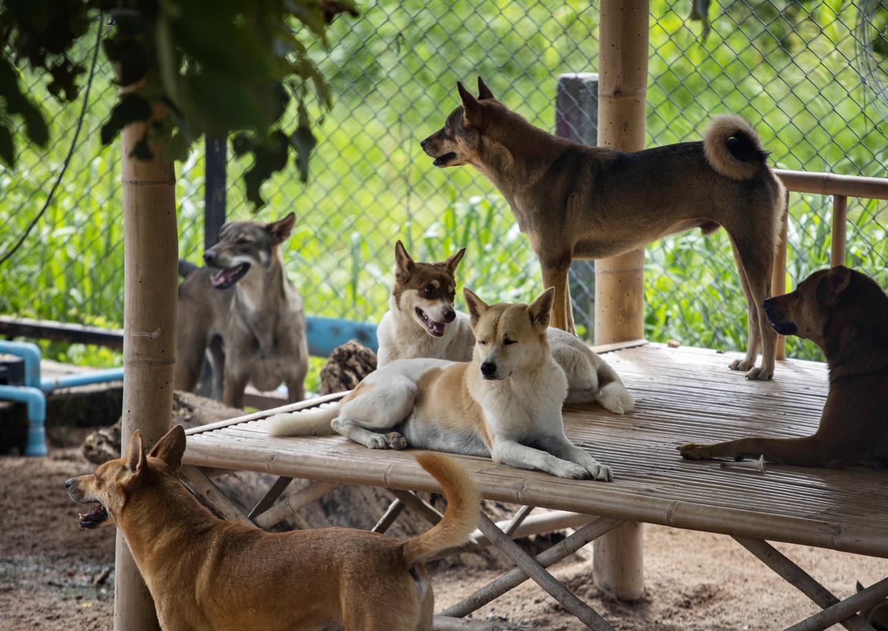 Meet Some of Thailand’s Most Dedicated Animal Rescuers