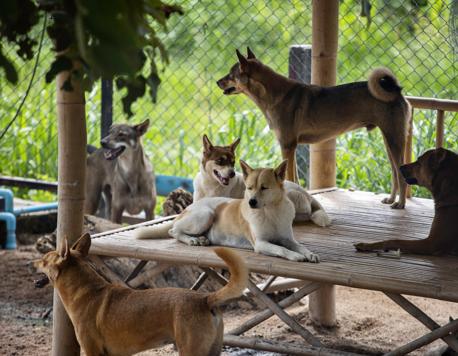 Meet Some of Thailand’s Most Dedicated Animal Rescuers