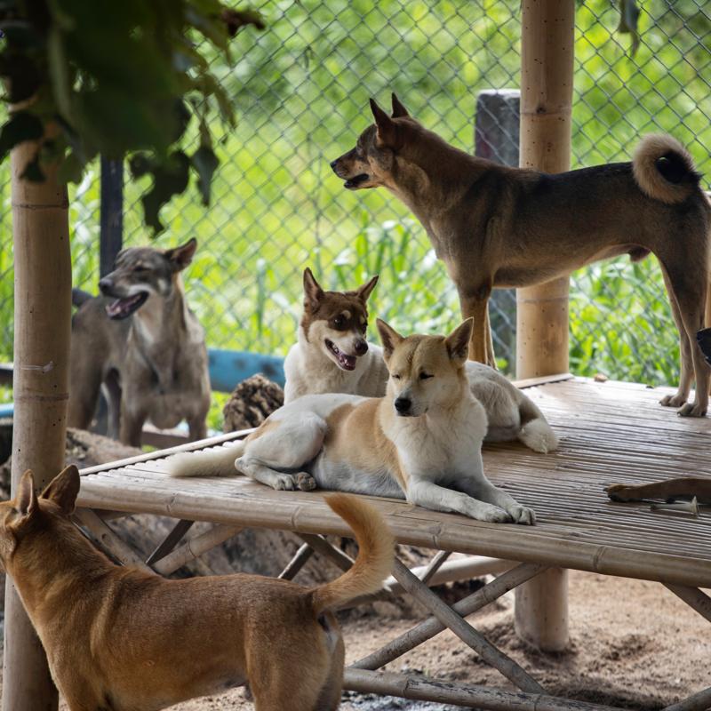 Meet Some of Thailand’s Most Dedicated Animal Rescuers