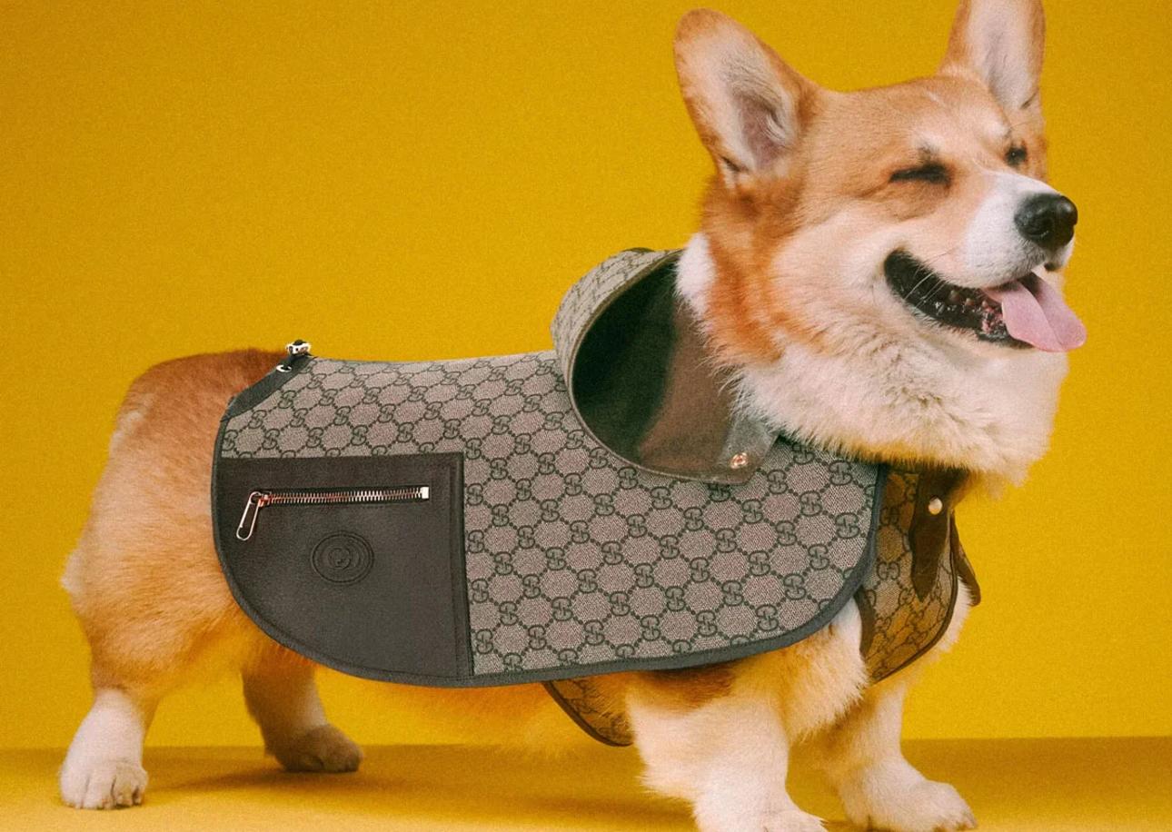 Gucci Dog Coat, Anyone?