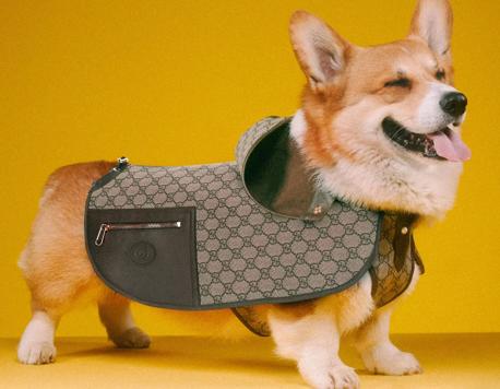 Gucci Dog Coat, Anyone?