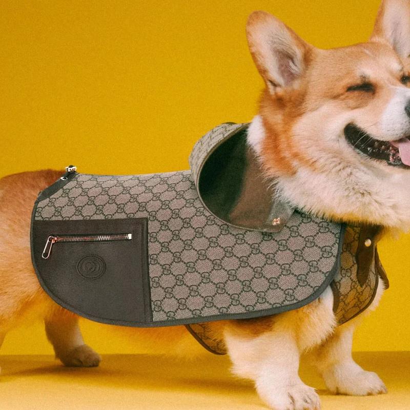 Gucci Dog Coat, Anyone?