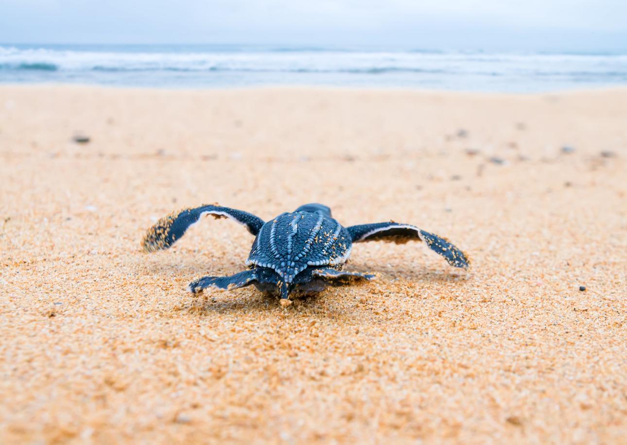 Hatching Dreams of Giants: Thailand’s Turtle Revival Can Happen if We’re Ready