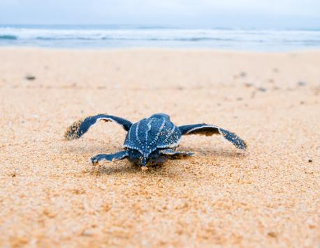 Hatching Dreams of Giants: Thailand’s Turtle Revival Can Happen if We’re Ready