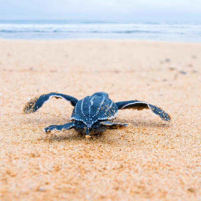 Hatching Dreams of Giants: Thailand’s Turtle Revival Can Happen if We’re Ready