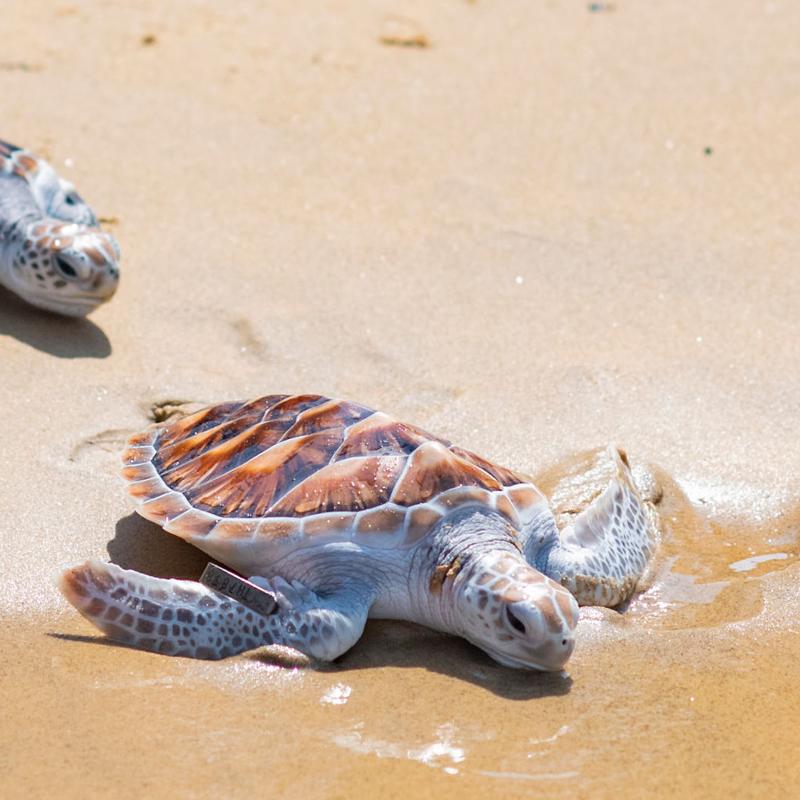 Things that Spark Joy: Anantara’s Annual Baby Turtle and Shark Release