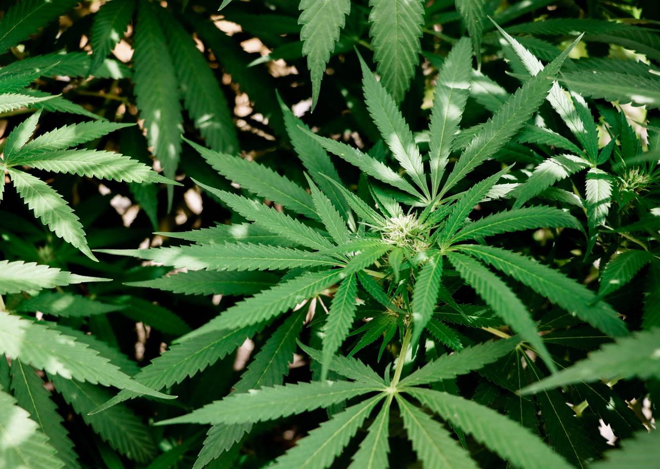 Germany has plans to Legalize Cannabis