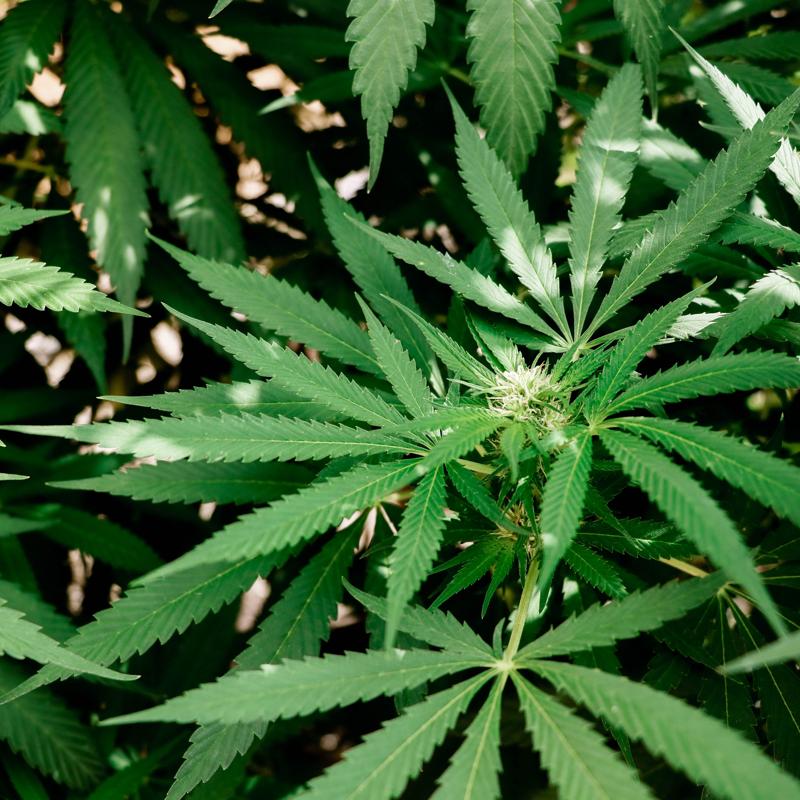 Germany has plans to Legalize Cannabis