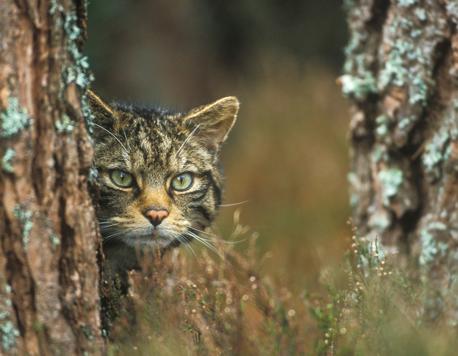 Koktail Insights: The Saving Wildcats Project