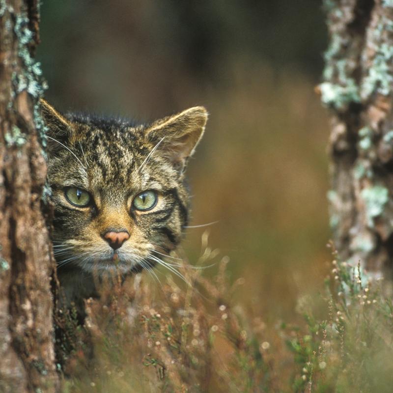 Koktail Insights: The Saving Wildcats Project