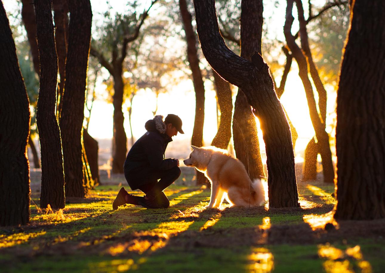 How The Netherlands Became World’s First Country With No Stray Dogs on the Streets