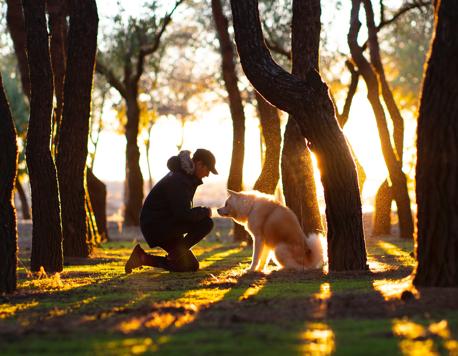 How The Netherlands Became World’s First Country With No Stray Dogs on the Streets