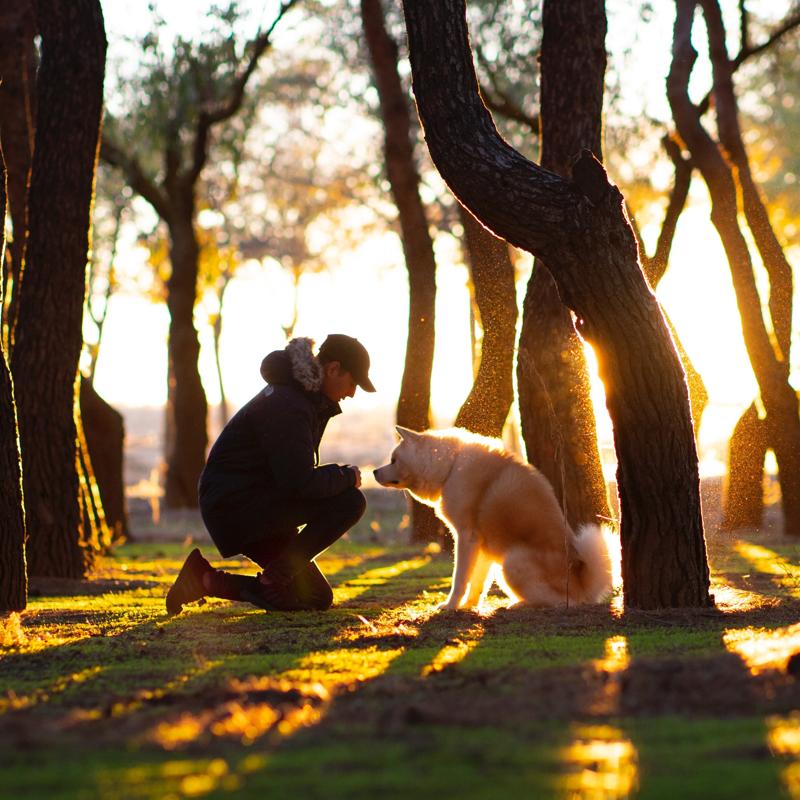 How The Netherlands Became World’s First Country With No Stray Dogs on the Streets