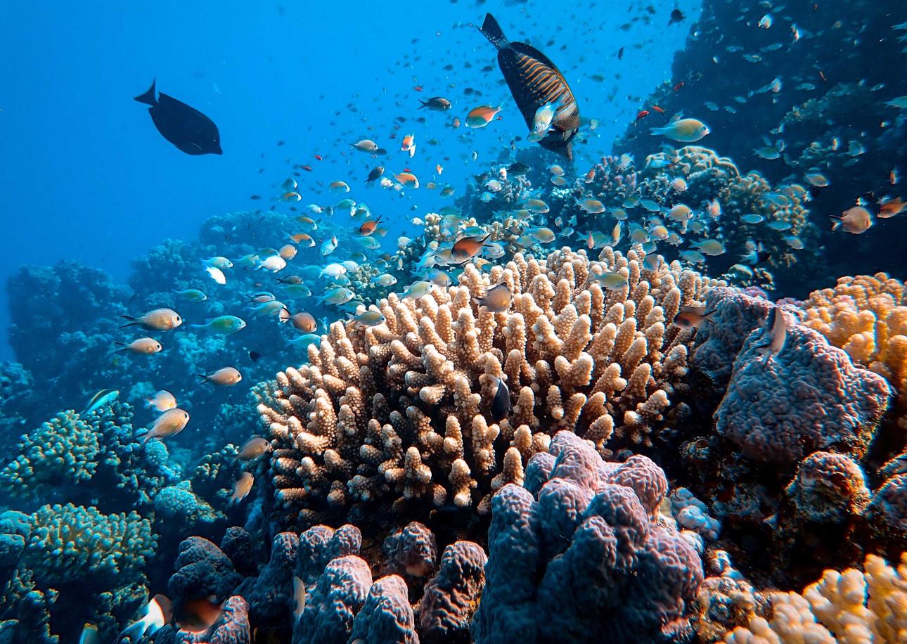 Great Barrier Reef Shows Highest Coral Cover in 36 Years