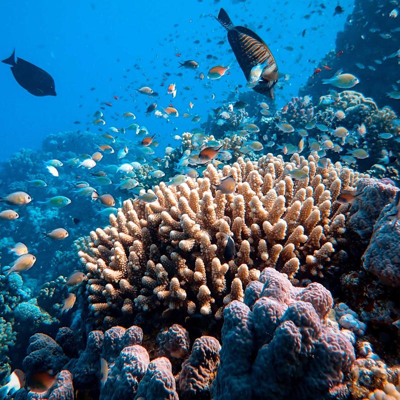 Great Barrier Reef Shows Highest Coral Cover in 36 Years