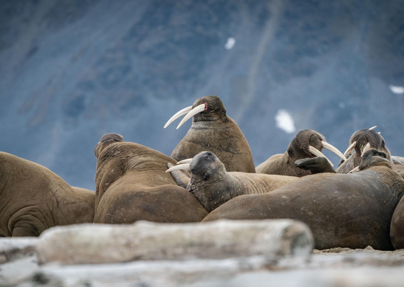 A Nation’s Shame: Freya the Walrus Deserved a Better Ending