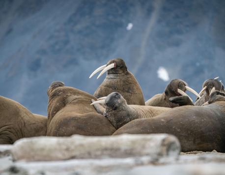 A Nation’s Shame: Freya the Walrus Deserved a Better Ending