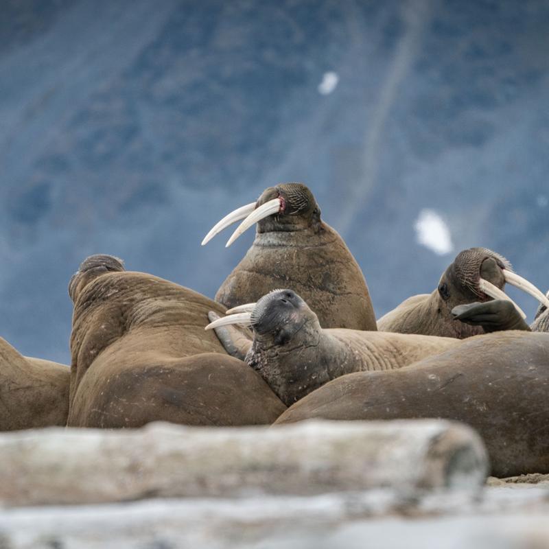 A Nation’s Shame: Freya the Walrus Deserved a Better Ending