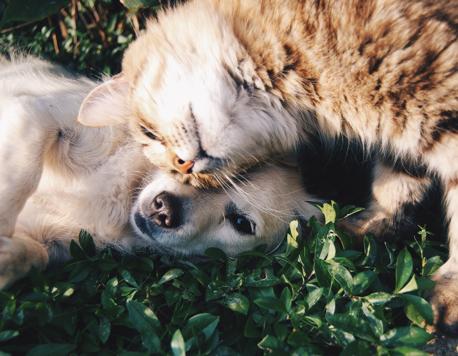 6 Pet-Friendly Cafés to Visit With Your Pooch This Weekend