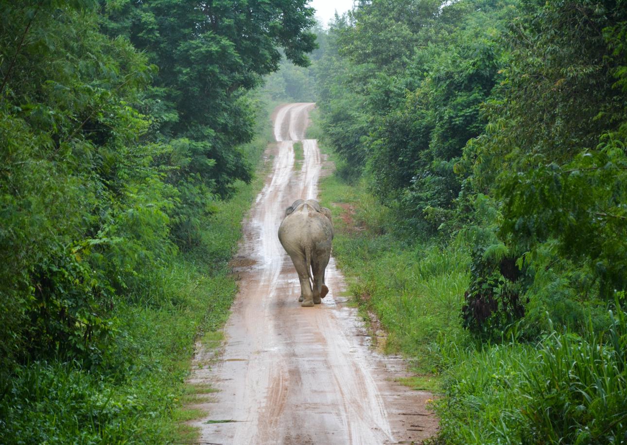 The Koktail Guide to Volunteering in Thailand