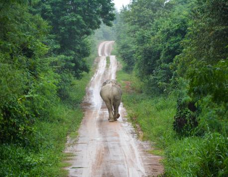 The Koktail Guide to Volunteering in Thailand