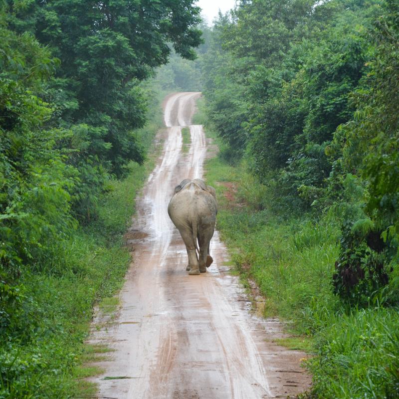 The Koktail Guide to Volunteering in Thailand