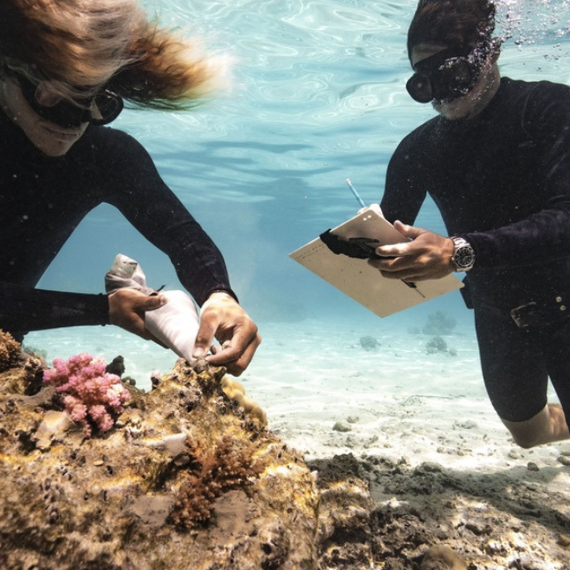 Rolex Perpetual Planet Initiative Teams Up with Coral Gardeners to Restore Coral Ecosystems