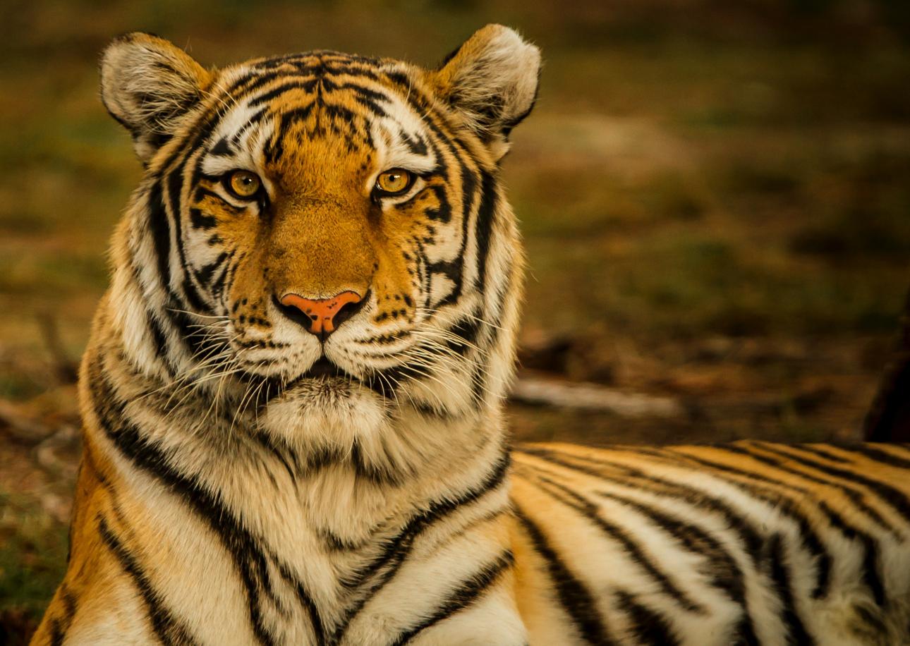 B.Grimm and CNN Team Up to Shed Light on Tiger Conservation