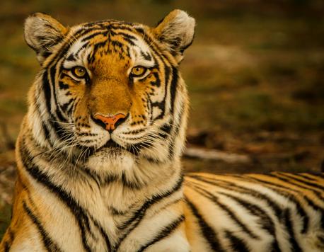 B.Grimm and CNN Team Up to Shed Light on Tiger Conservation