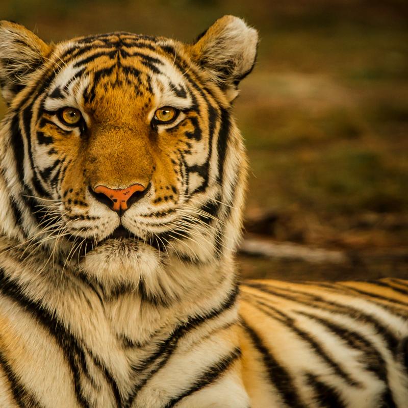 B.Grimm and CNN Team Up to Shed Light on Tiger Conservation