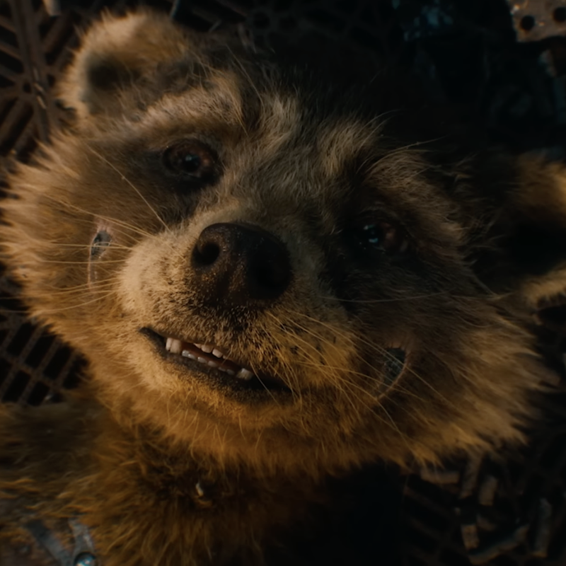 Rocket’s Redemption: ‘Guardians of the Galaxy Vol. 3’ Strikes a Powerful Chord Against Animal Cruelty