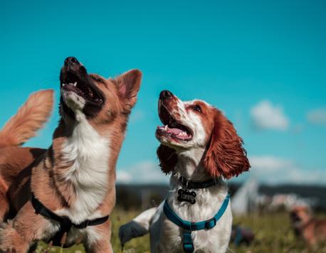 Can Pets Improve Our Mental Health?