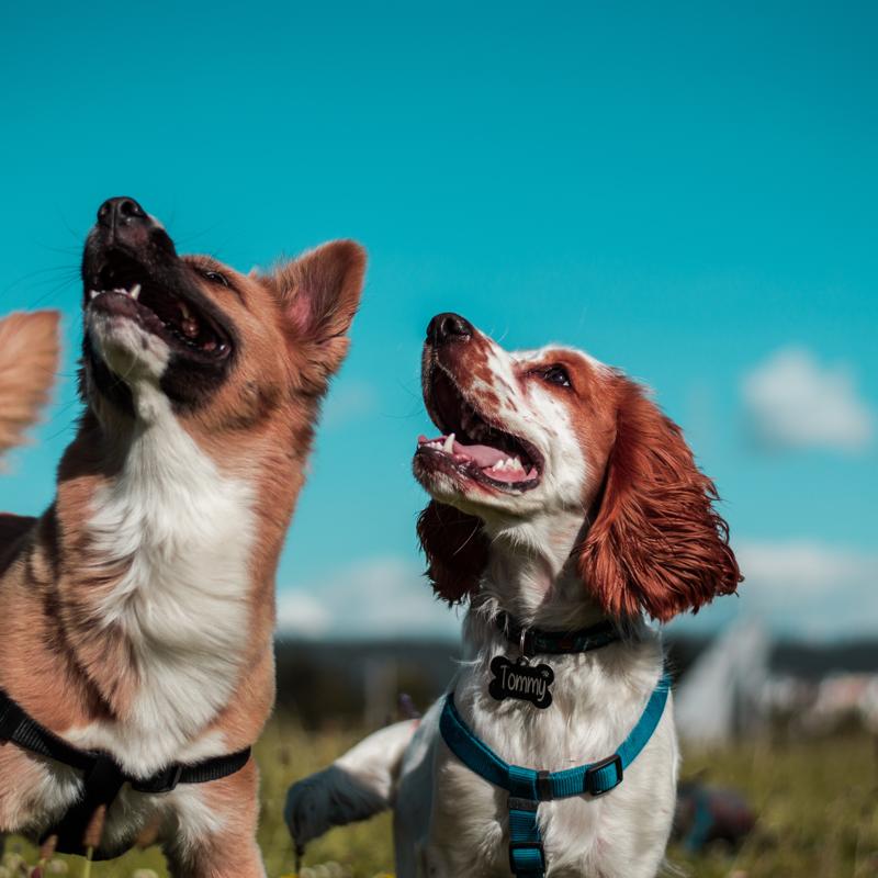 Can Pets Improve Our Mental Health?