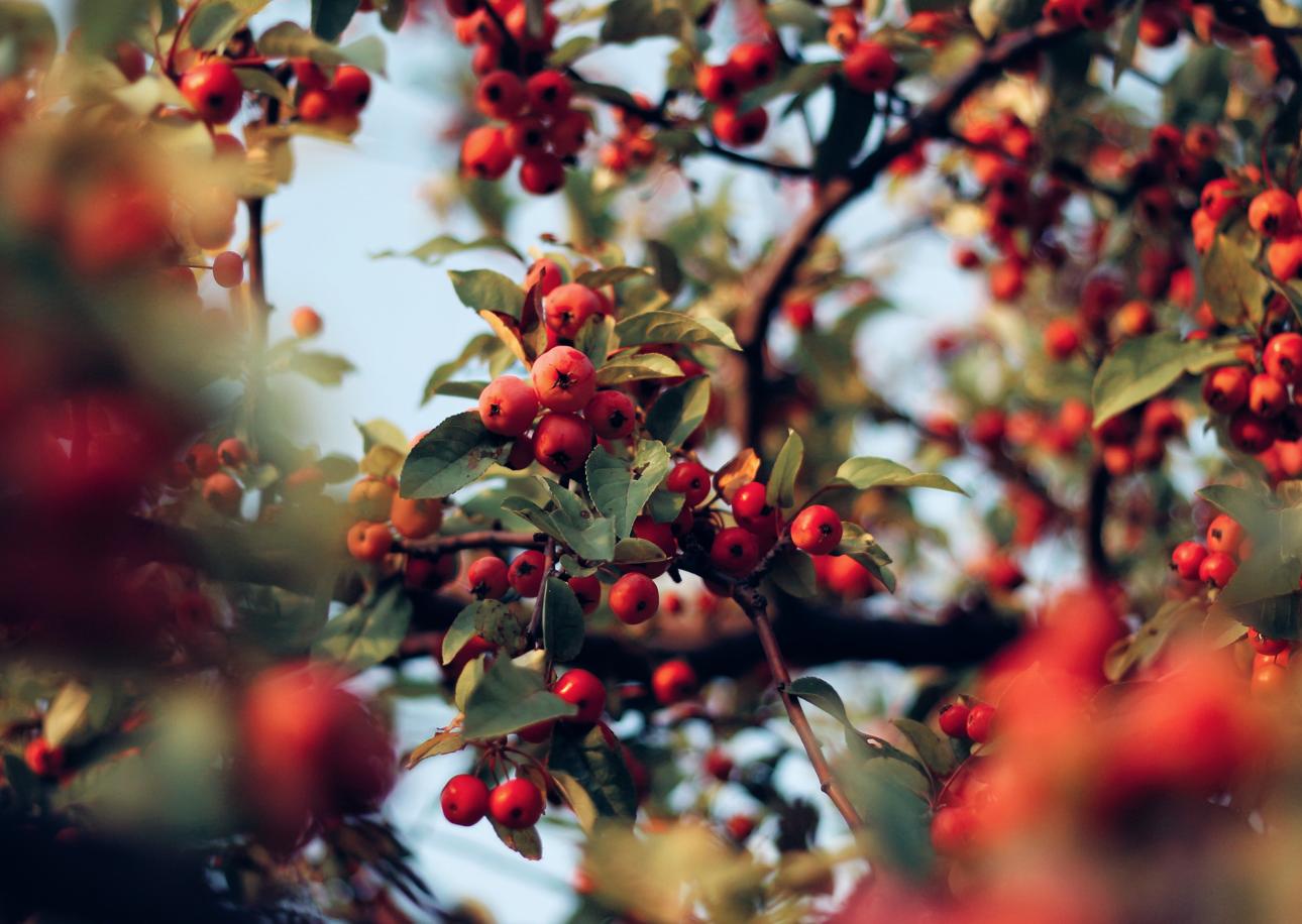 Goji Berries: Asia’s OG Superfood