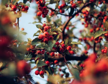 Goji Berries: Asia’s OG Superfood