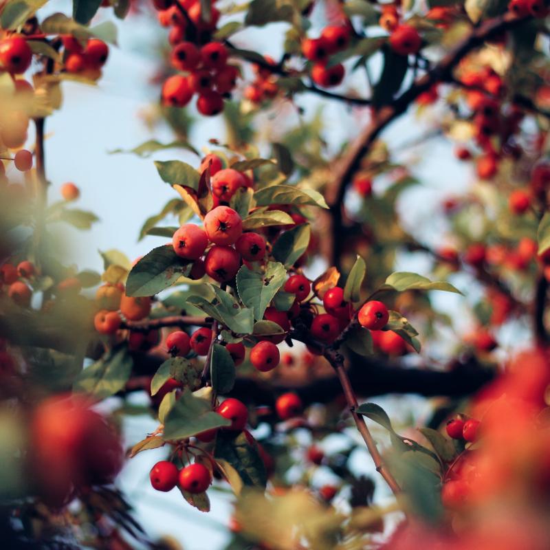 Goji Berries: Asia’s OG Superfood