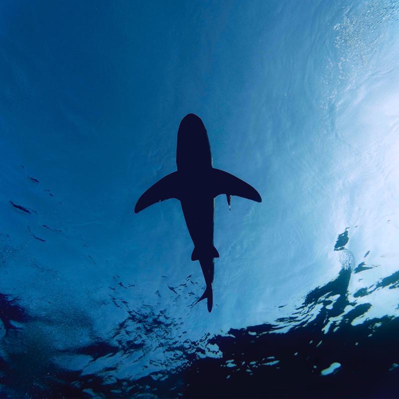 Shark Fishing has Officially Become Illegal in Hawaiian Waters